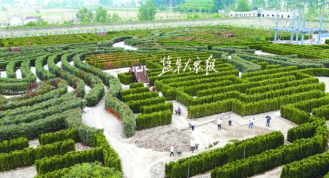 大丰植物迷宫现雏形