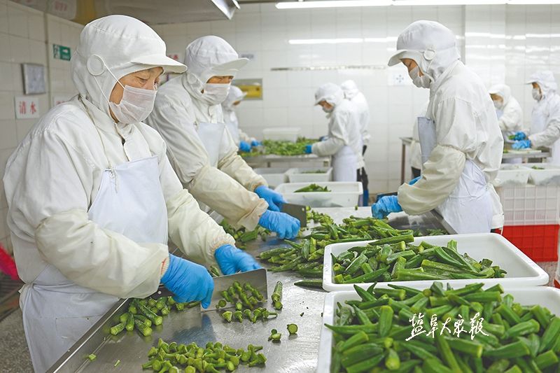 滨海县海大食品公司员工在分拣加工冷藏黄秋葵