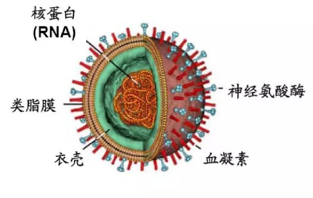 流感病毒包括人流感病毒和动物流感病毒,人流感病毒分为甲(a),乙(b)