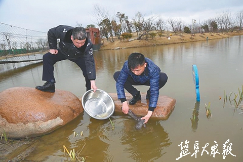 渔民捕获娃娃鱼 阜宁小伙买下放生