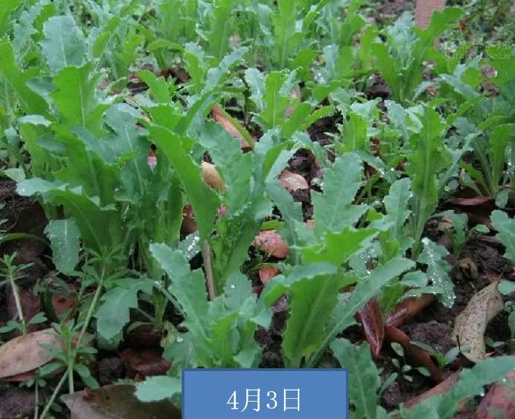11月中旬~翌年3月,此时为罂粟的幼苗期图片