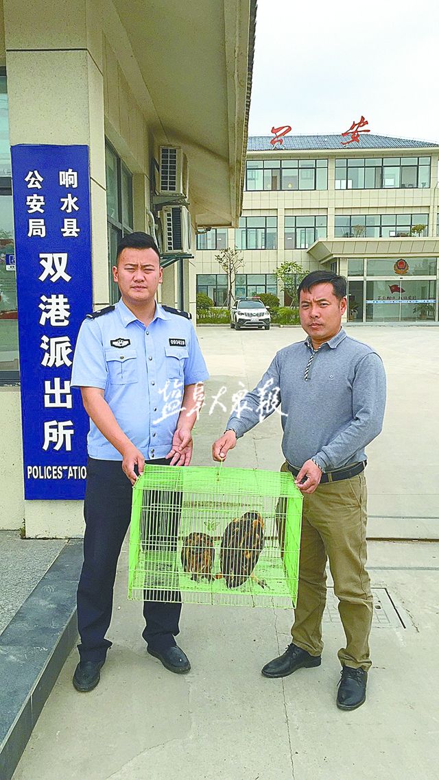 猴头鹰受伤 警民及时救助