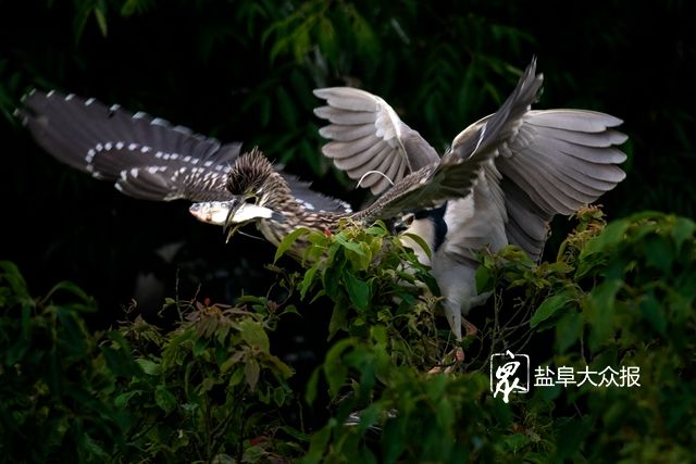 白鹭■看过来！白鹭恋盐城，这里的自然生态画卷超和谐！