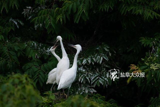 白鹭■看过来！白鹭恋盐城，这里的自然生态画卷超和谐！