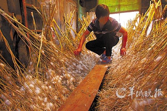 古老的宅子里,满满当当地都是油菜梗,那是为蚕结茧用的,村民们称之为