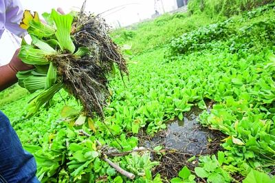 南京绿博园河道漂满水葫芦专家称专门吃污染物