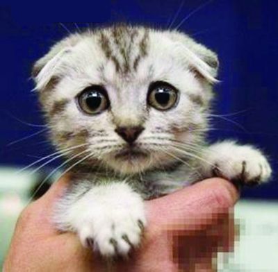 南京小猫不堪鞭炮声惊吓 春节不吃不喝瘦3斤