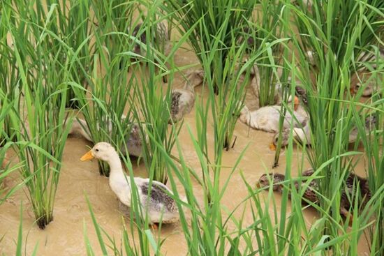 正文 稻鸭鱼复合种养模式,技术门槛低,产出效益高,给了永坛村和周边