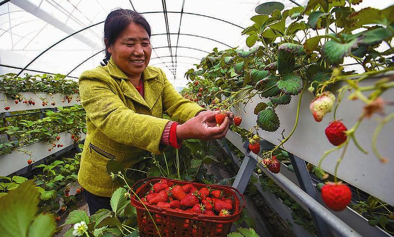 【新时代 新气象 新作为】兰址村的"甜蜜"事业