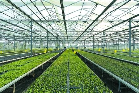 【新时代 新作为 新篇章】高效生态农业让大丰走向"绿富美",请听