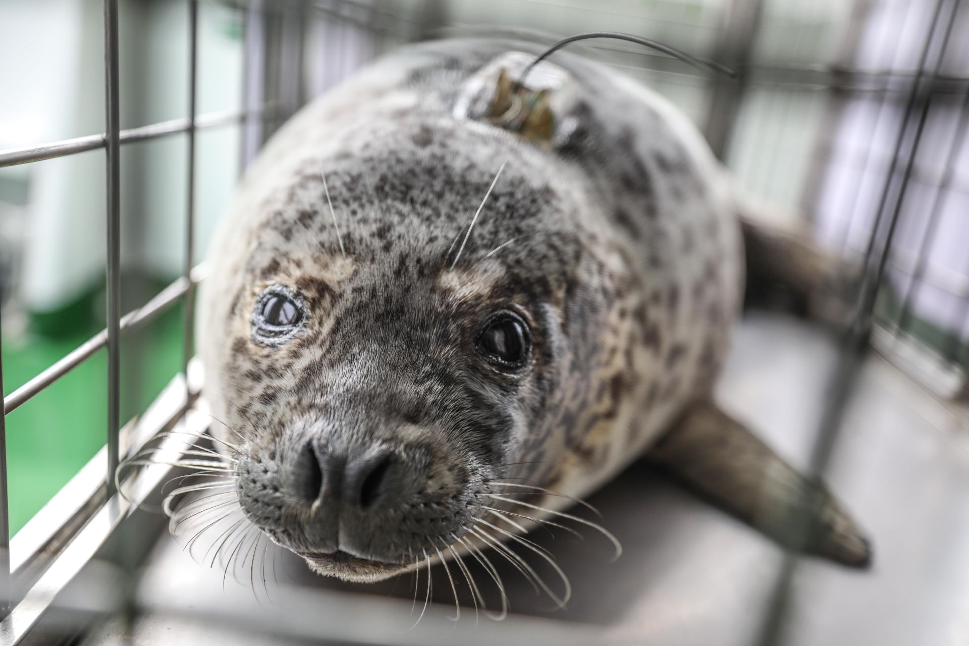 大连:24只斑海豹被放归大海