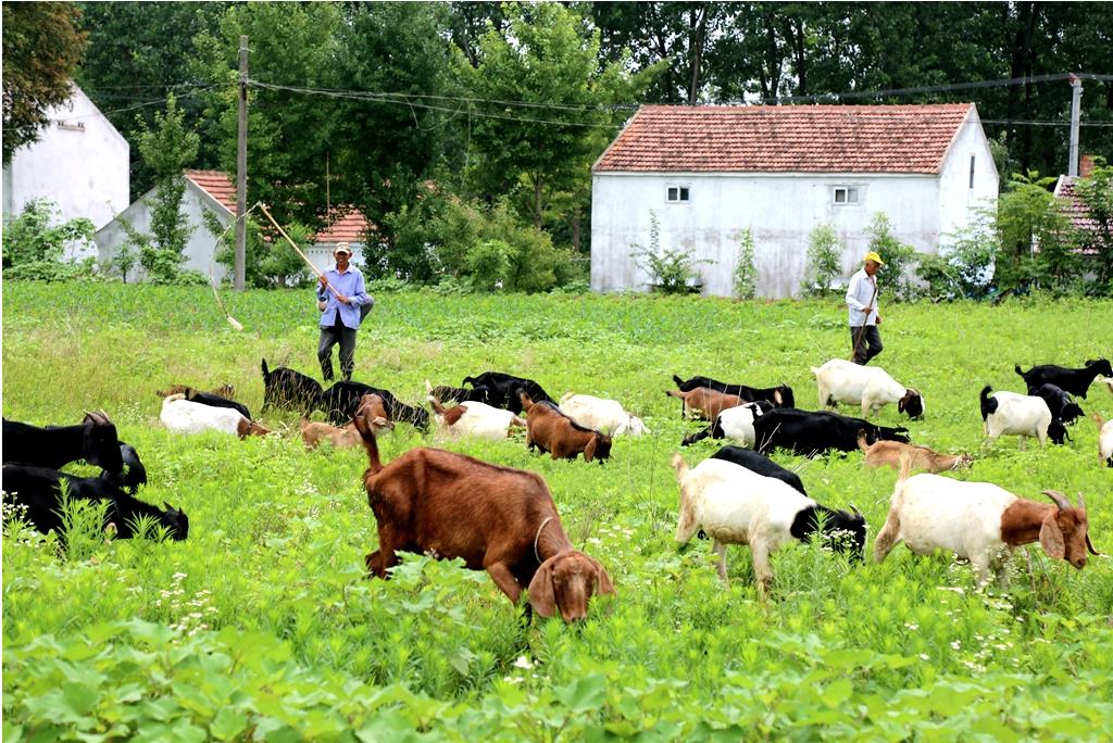 【乡村振兴】江苏阜宁:种养结合"玩转"生态循环农业
