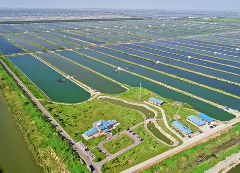 上海农场现代化鱼塘