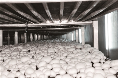 双孢菇工厂化生产基地