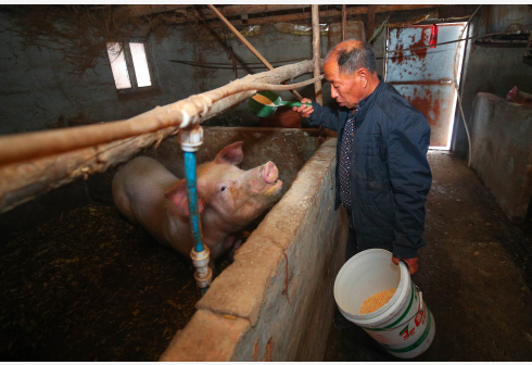 1月6日,丹东市宽甸县毛甸子镇宝石村的村民张景富在喂猪
