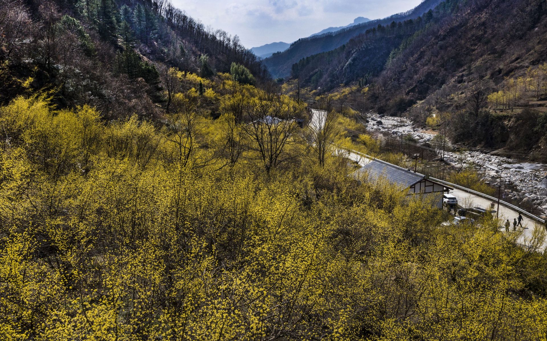 秦岭深处十万亩山茱萸盛开2