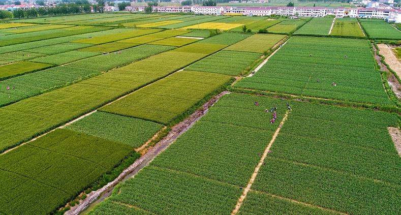 万亩大蒜种植基地一望无际
