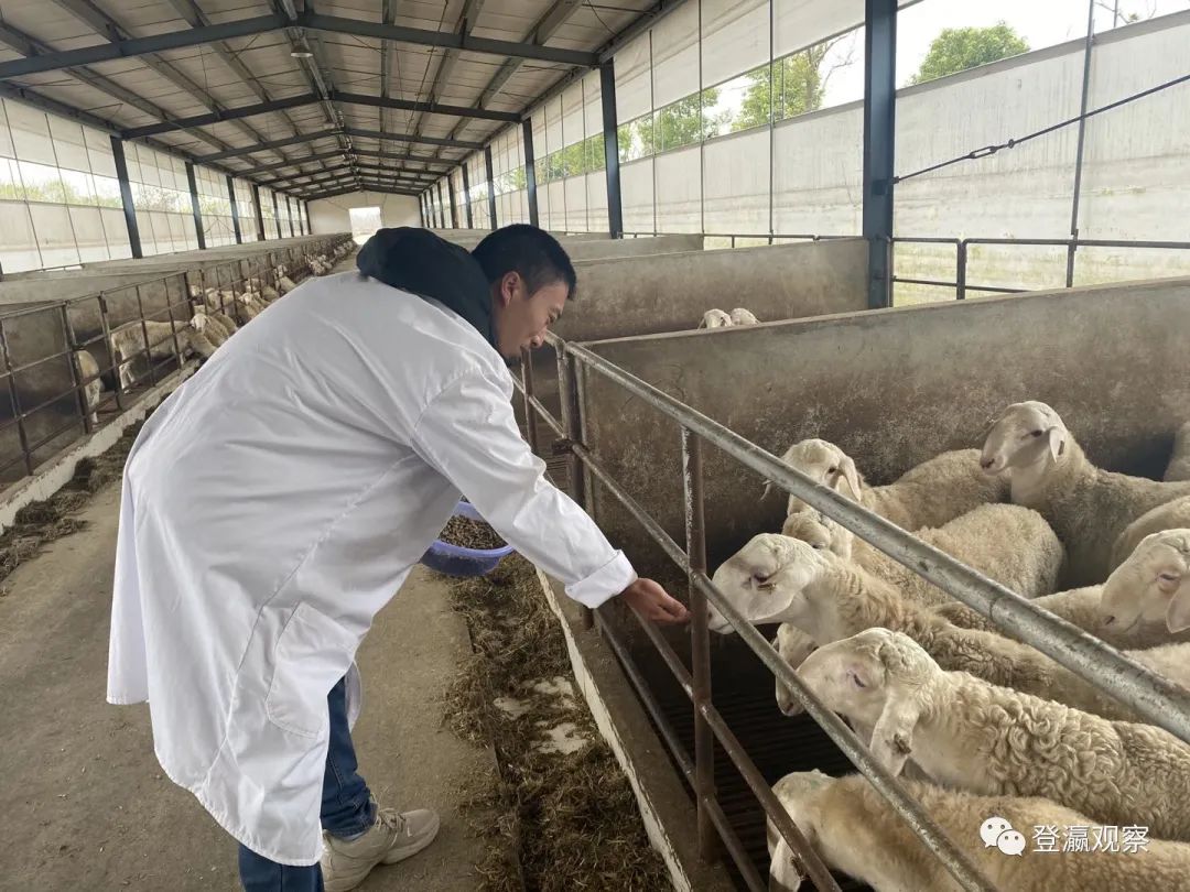 【走向我们的小康生活】湖羊当上"领头羊",铺出致富"羊"关道