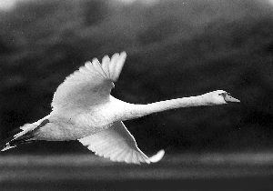 个鲜明特征,"很多鸟会褪去过冬用的冬羽,颈部,后背的羽毛颜色变得鲜艳